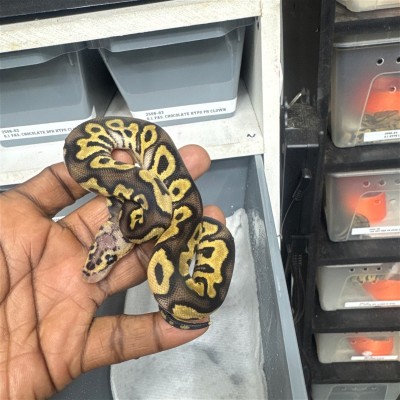 animal image