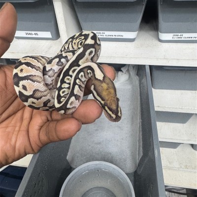 animal image