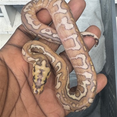 animal image