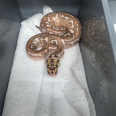 animal image