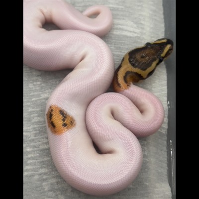 animal image