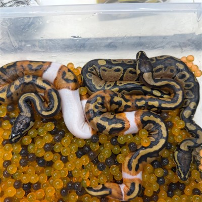 animal image
