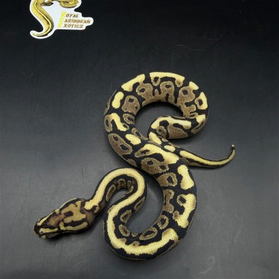 animal image