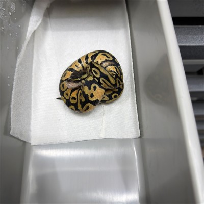 animal image