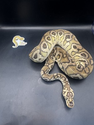 animal image