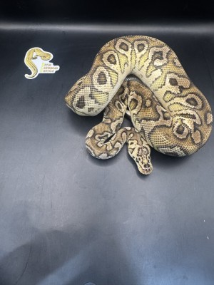 animal image