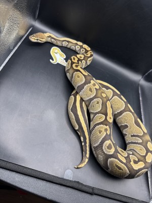 animal image