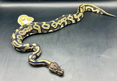 animal image