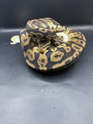 animal image