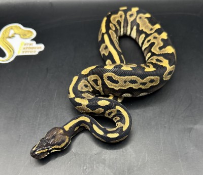 animal image