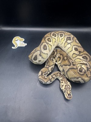 animal image