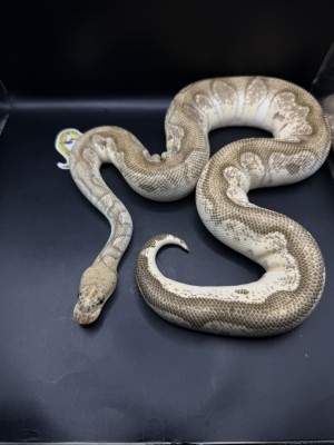 animal image