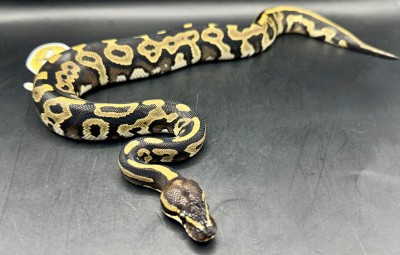 animal image
