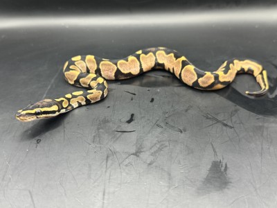 animal image