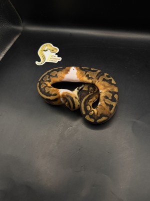 animal image
