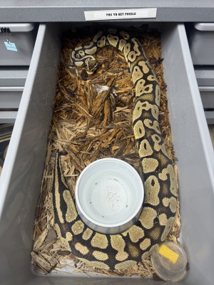 animal image