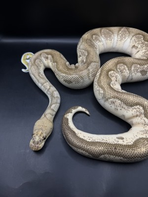 animal image