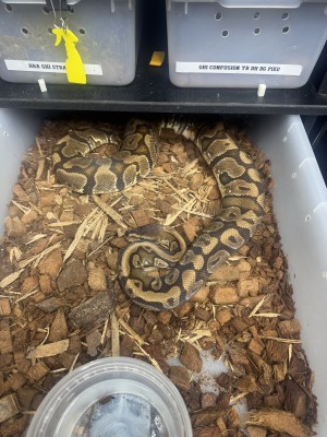 animal image