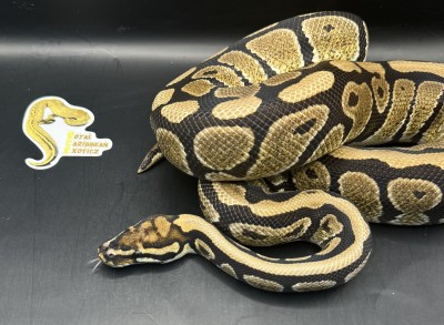 animal image