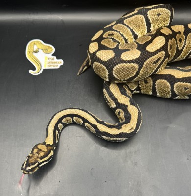 animal image