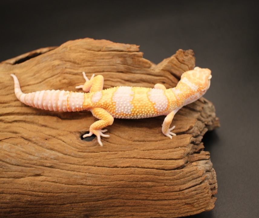 animal image