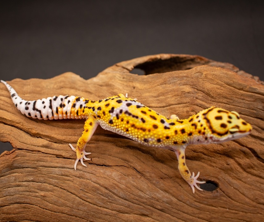 animal image