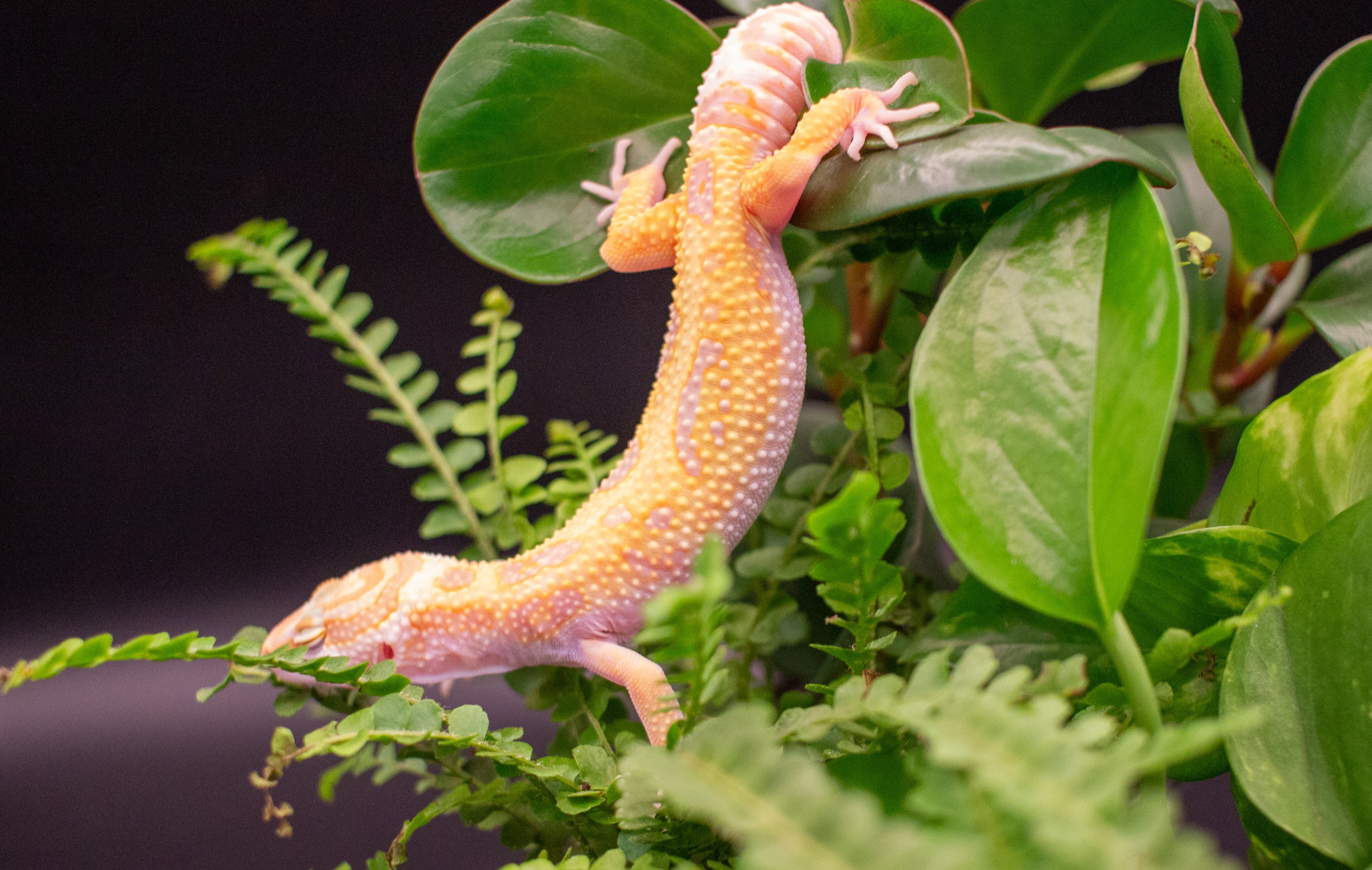 animal image