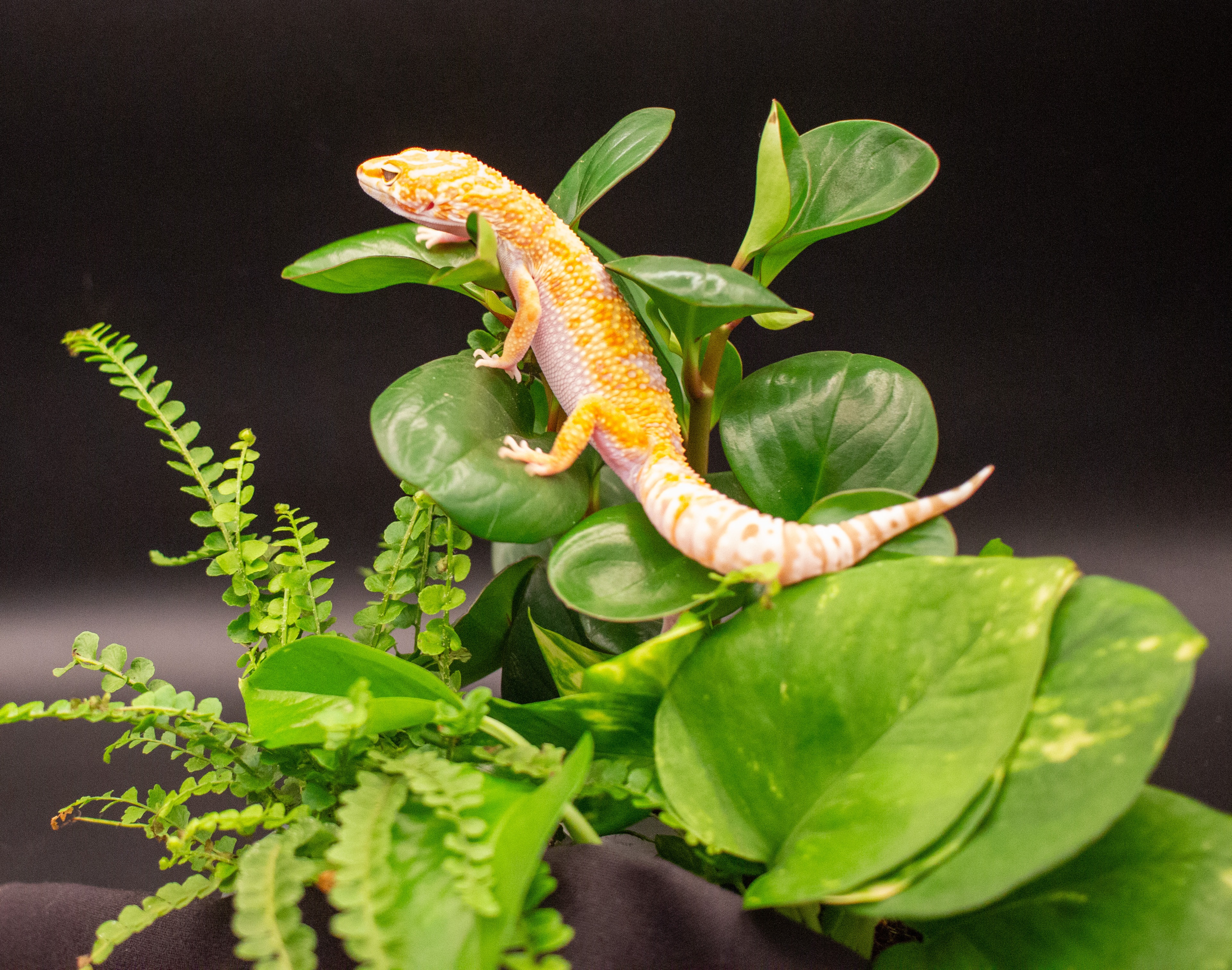 animal image