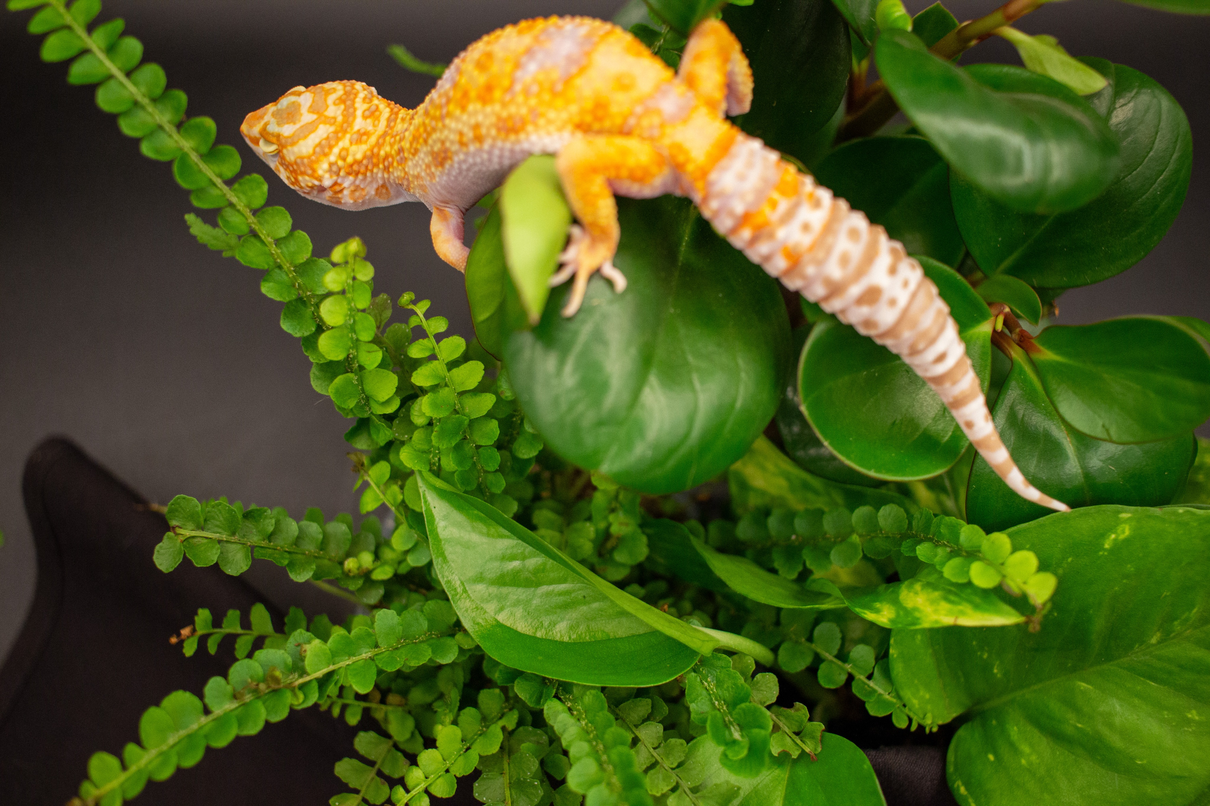 animal image