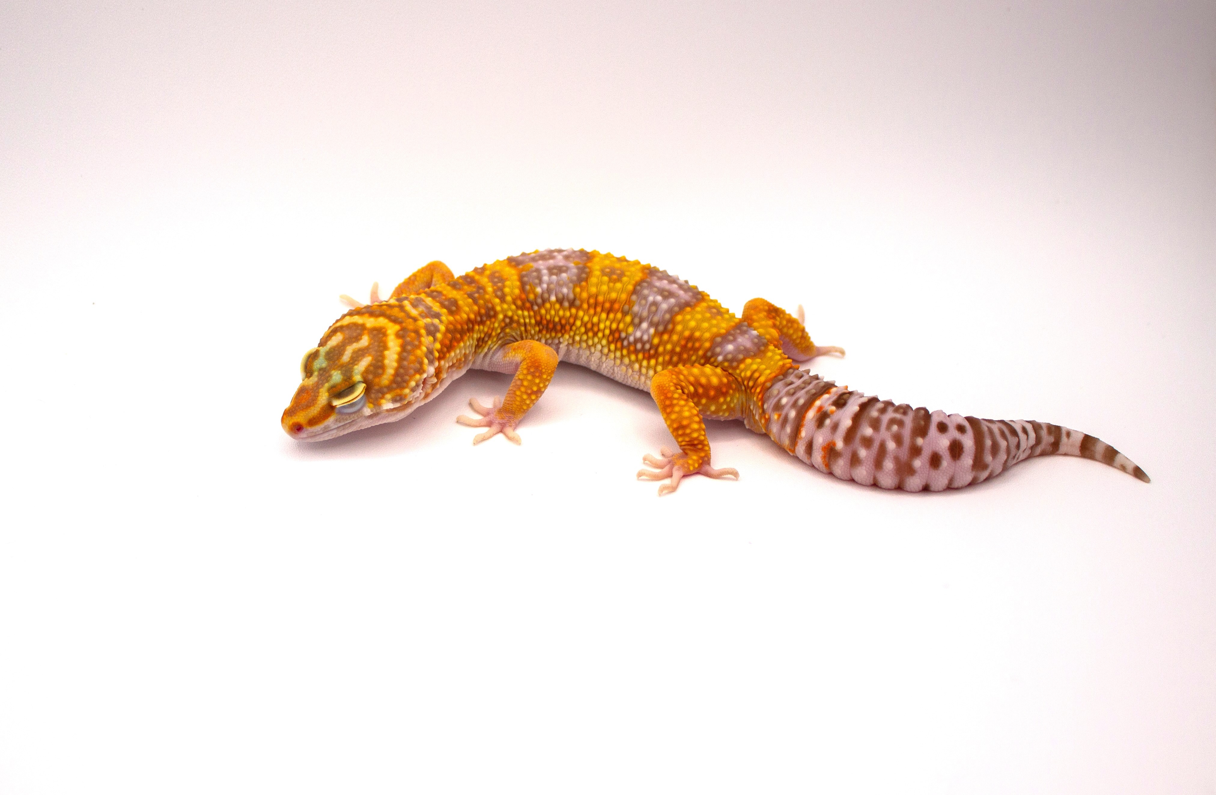 animal image