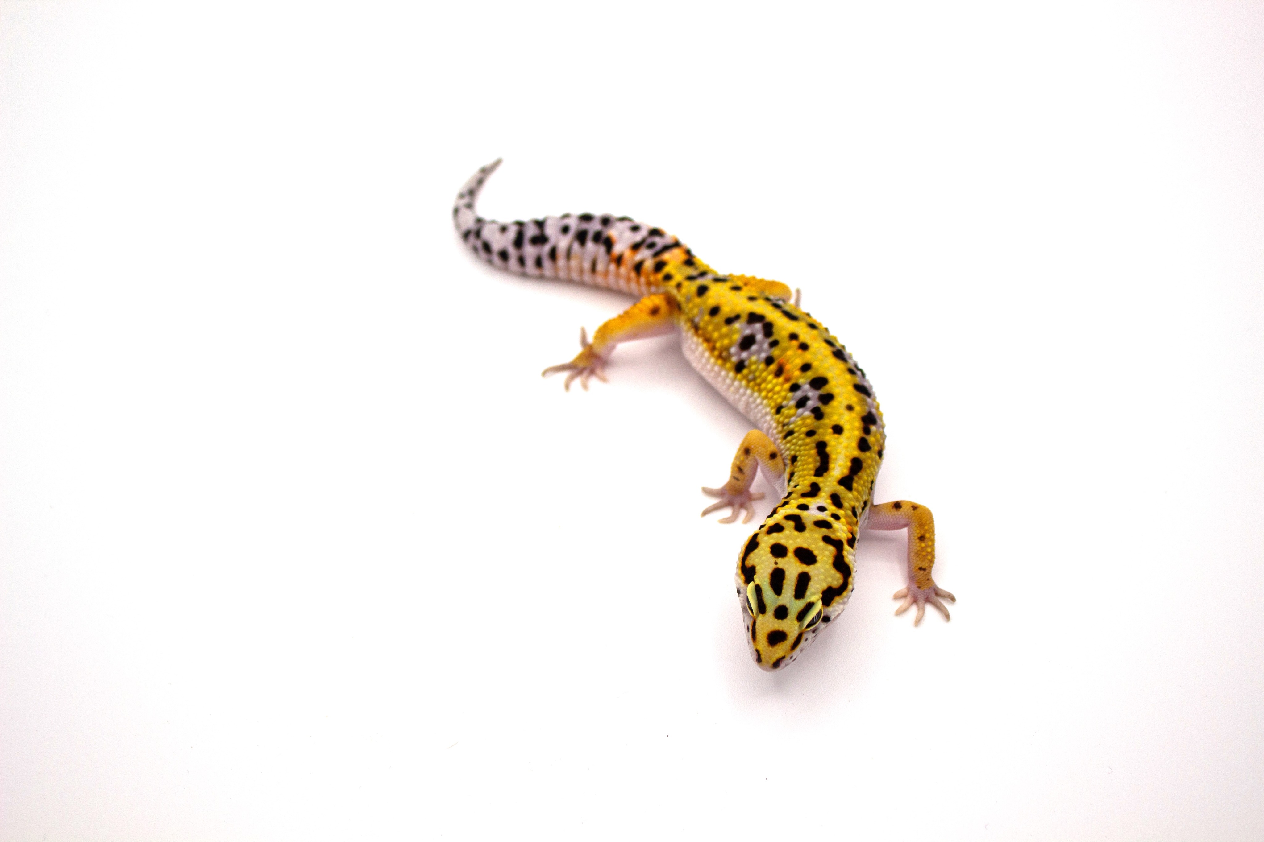 animal image