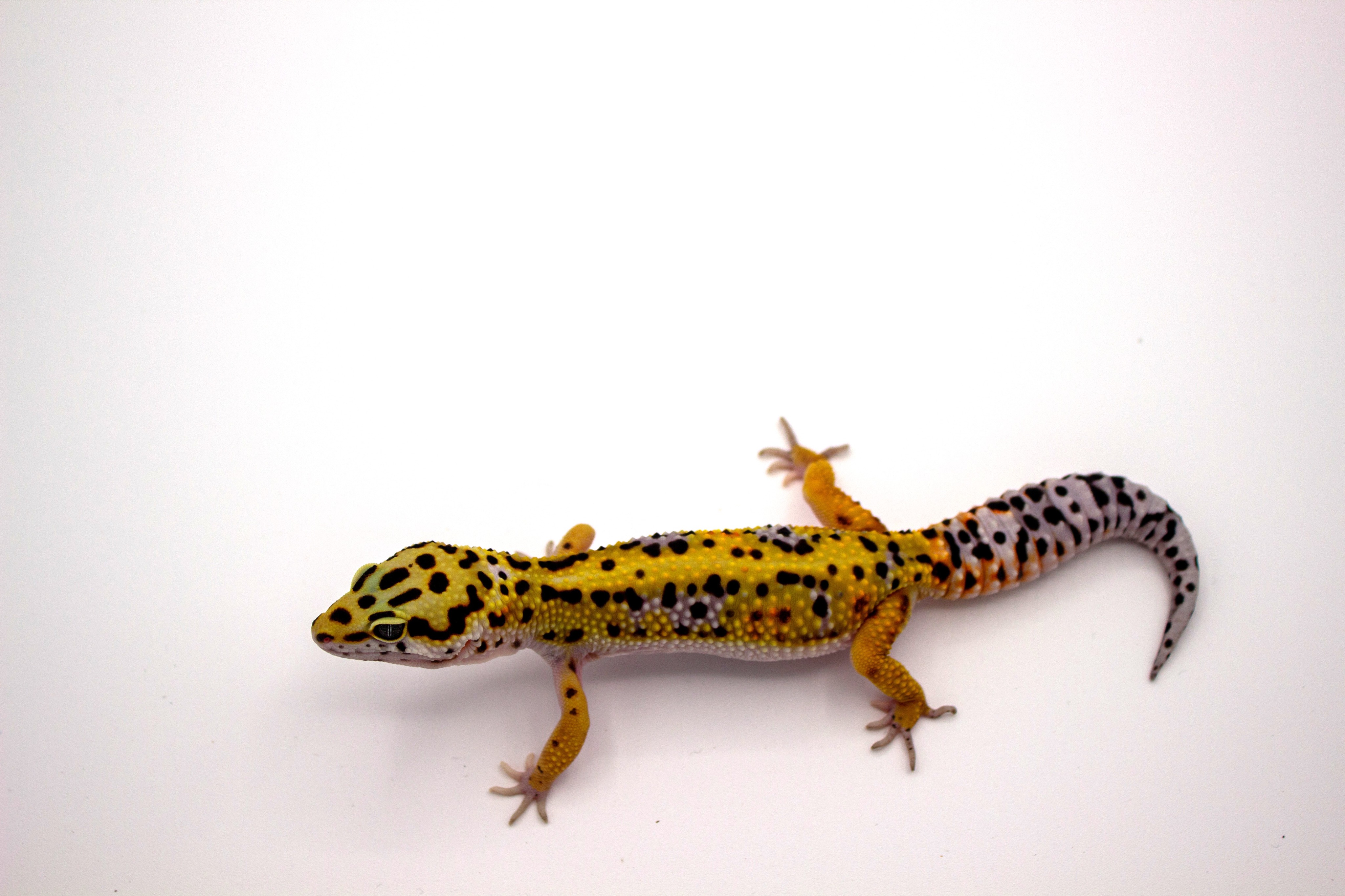 animal image