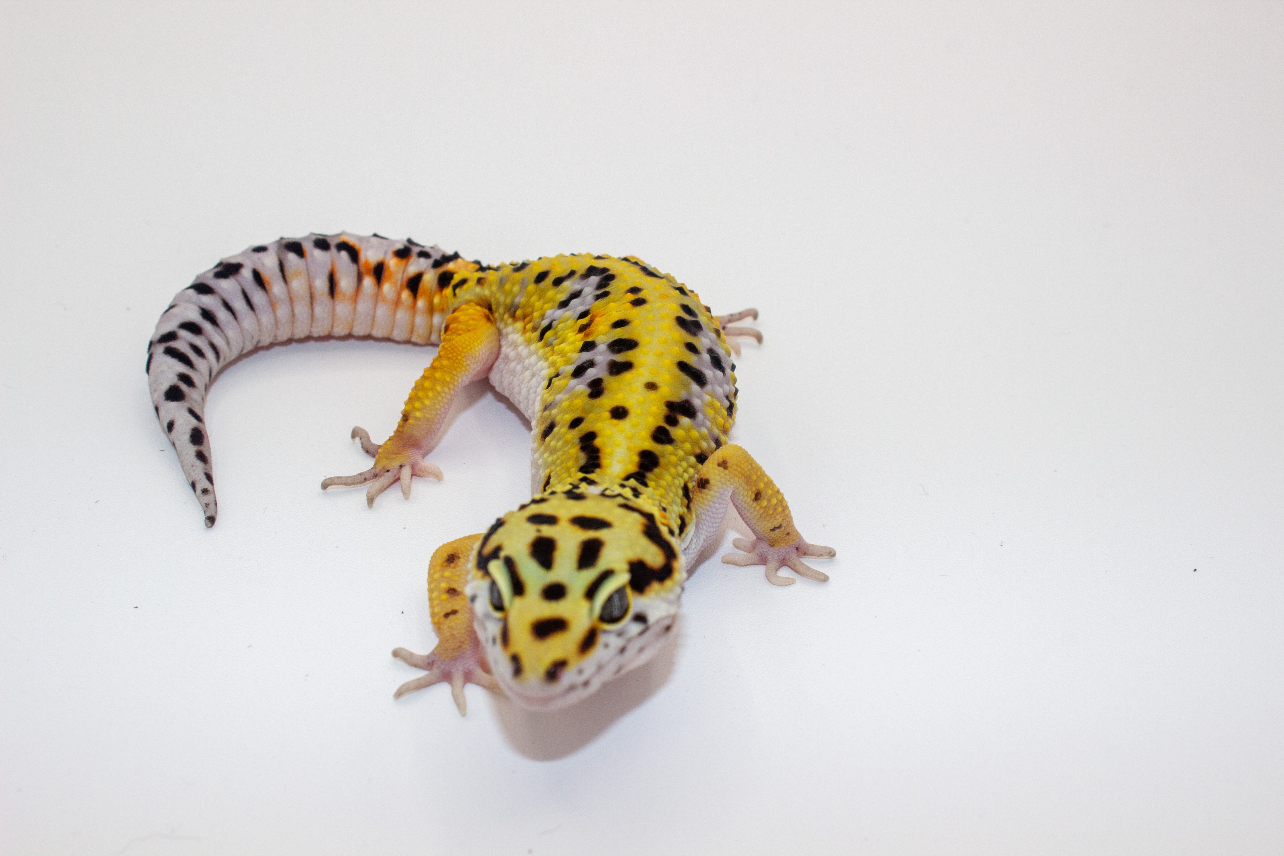 animal image