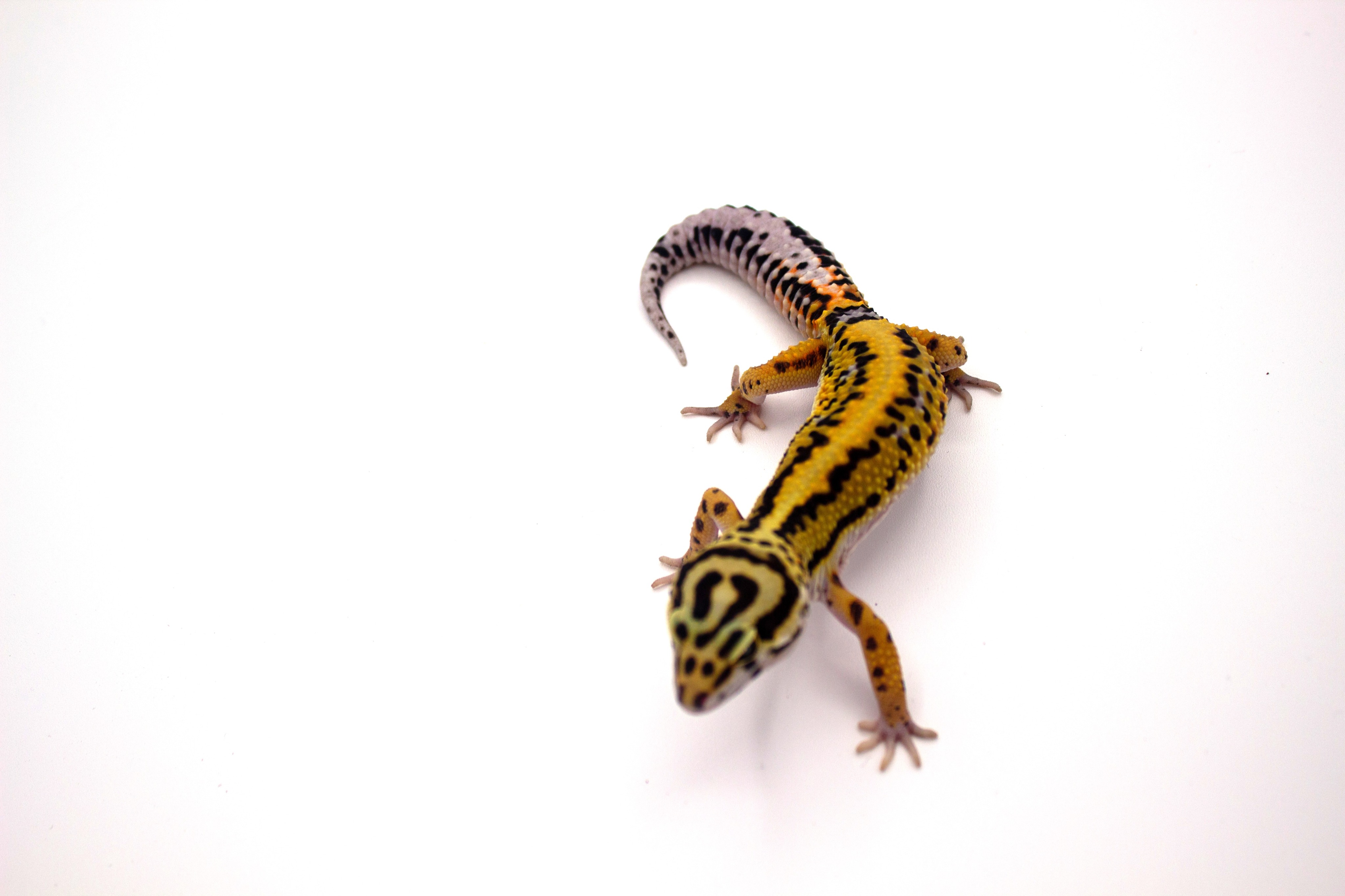 animal image