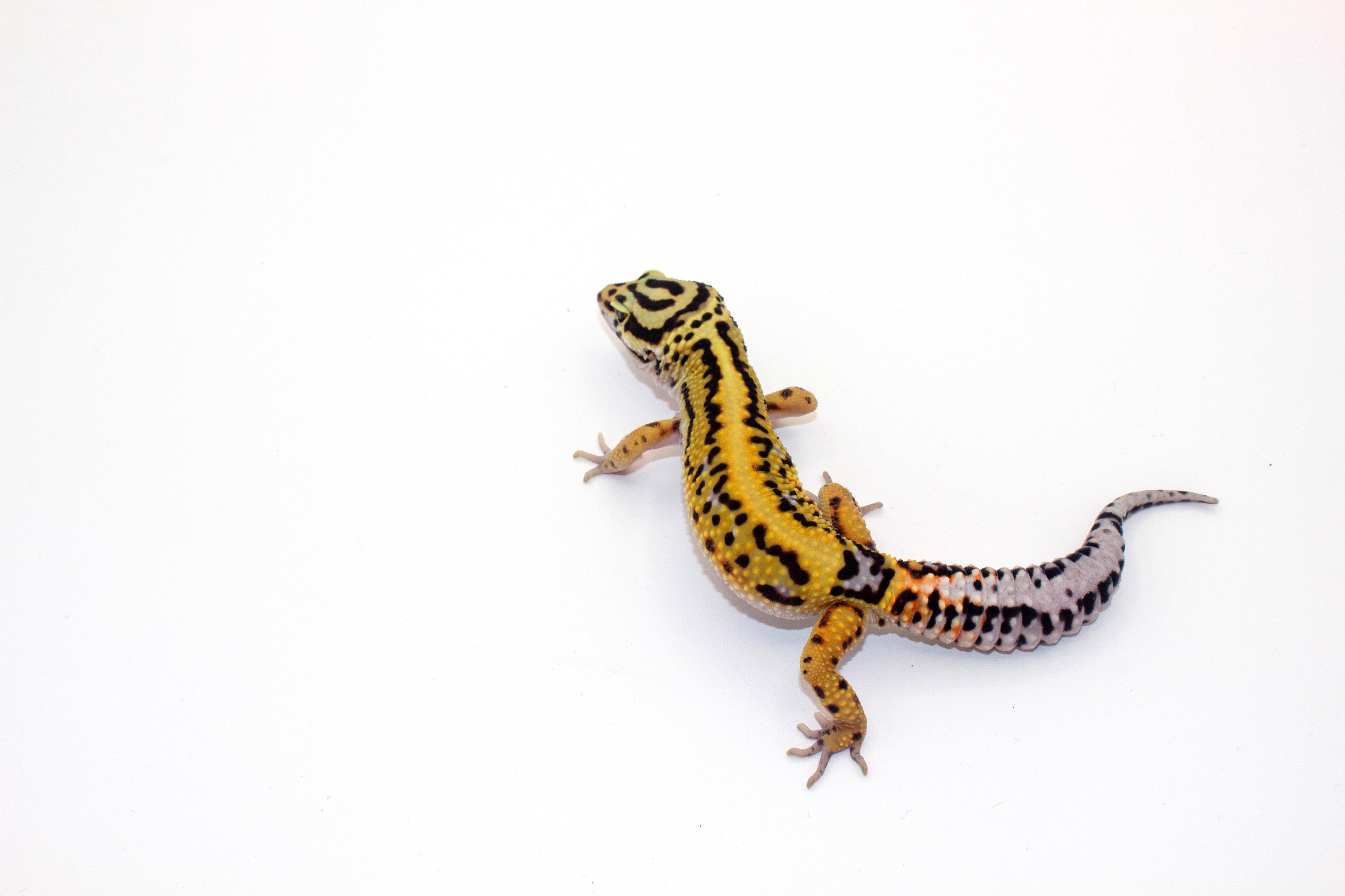 animal image