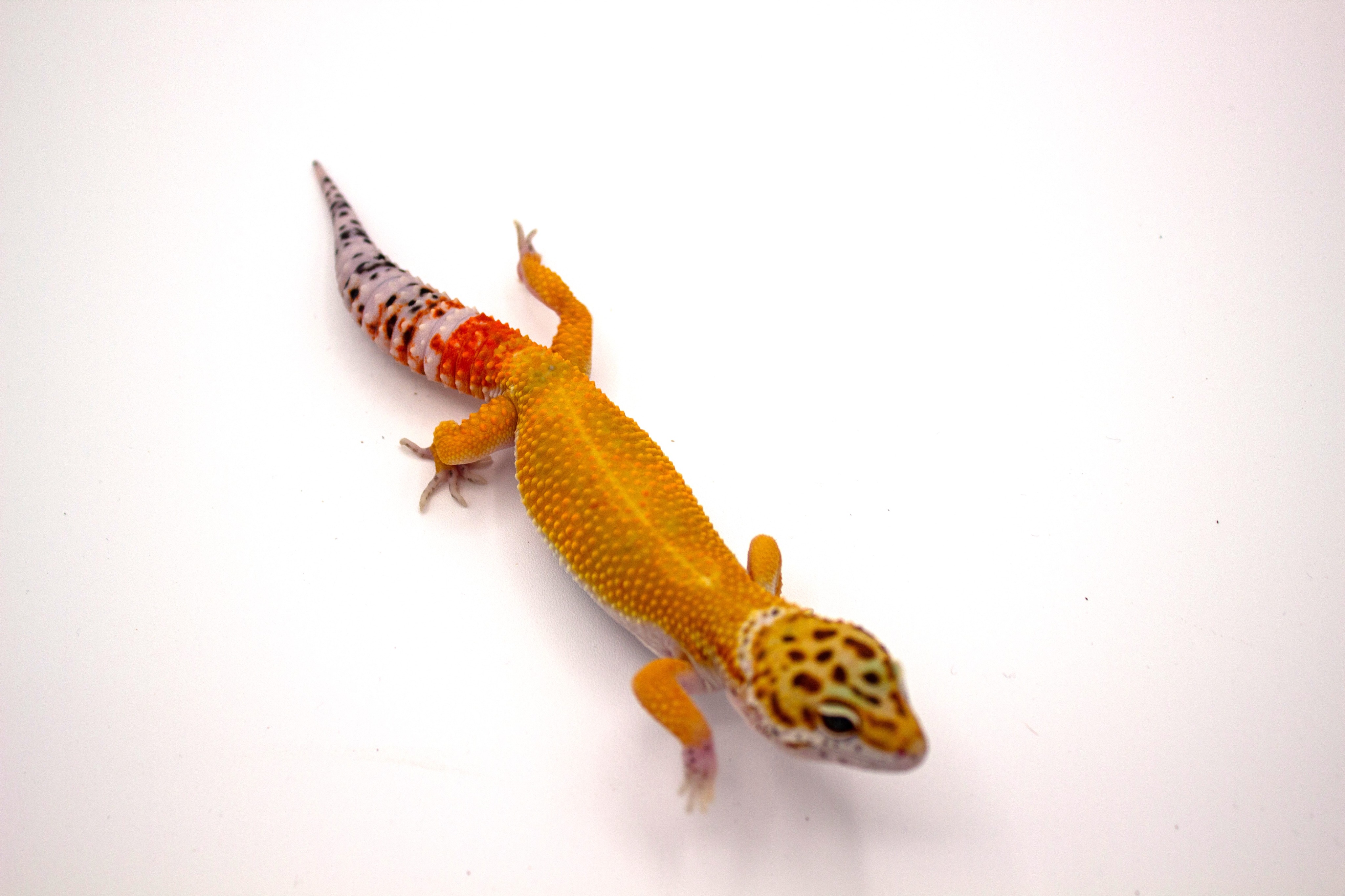 animal image