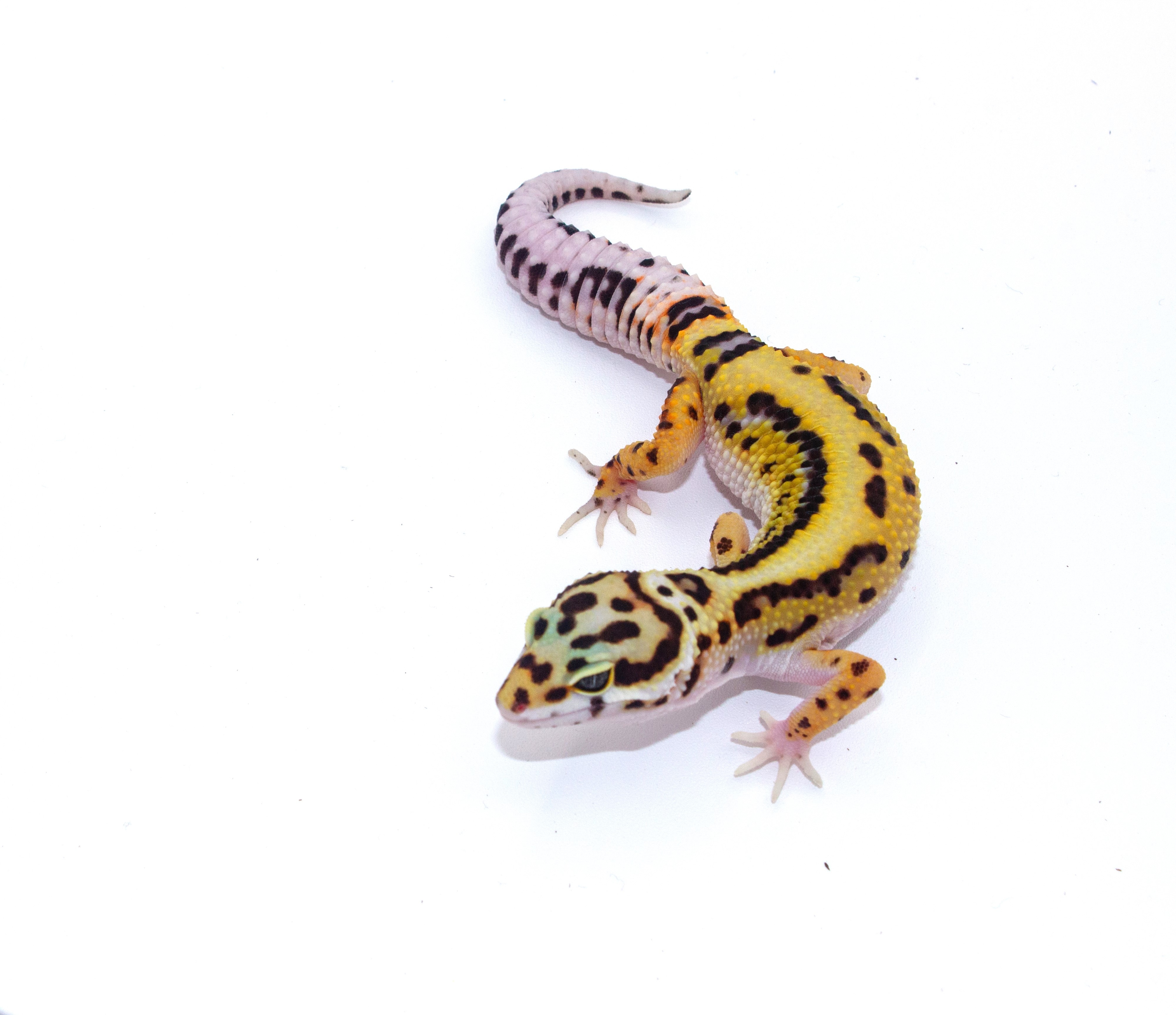 animal image