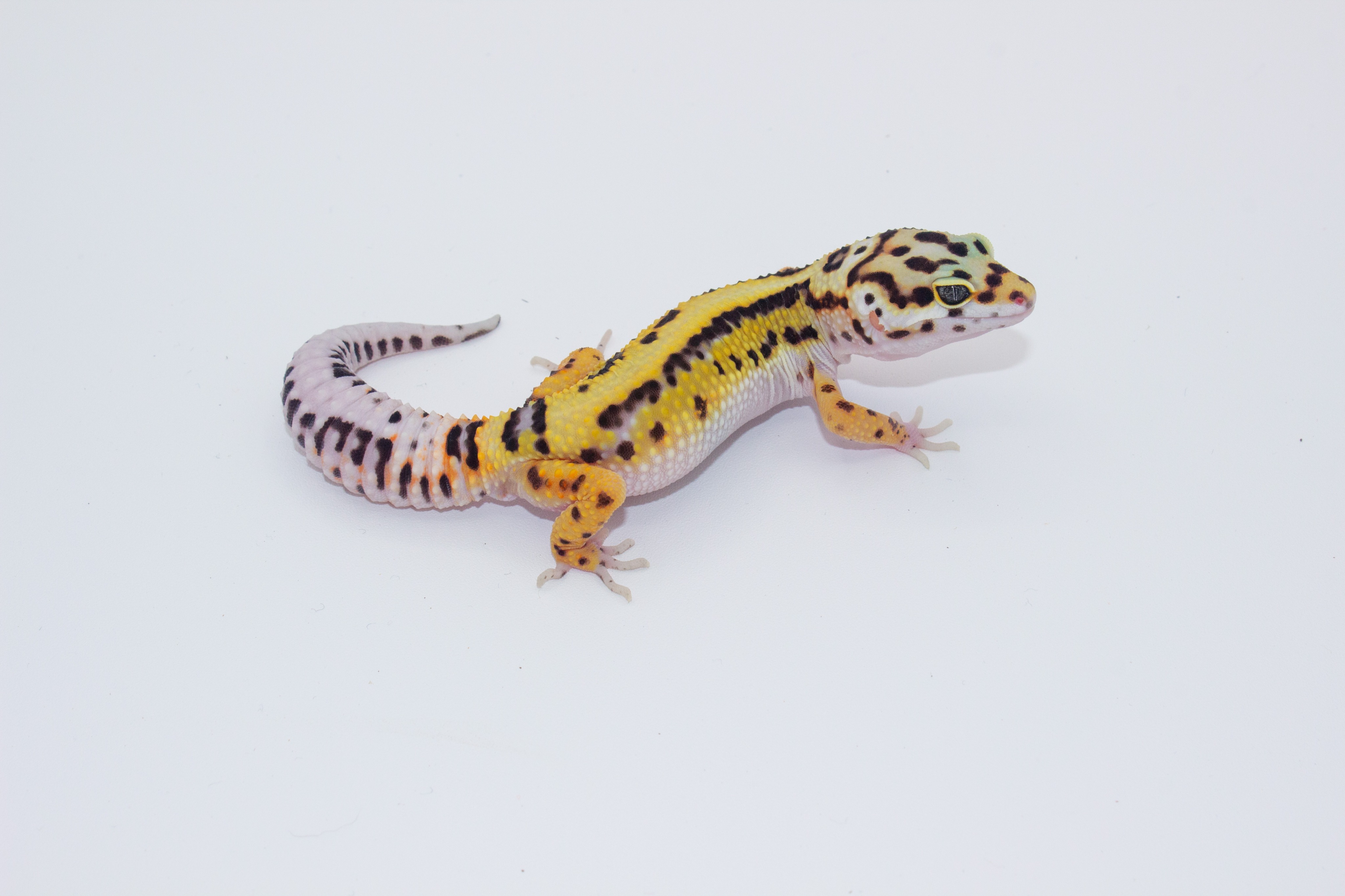 animal image