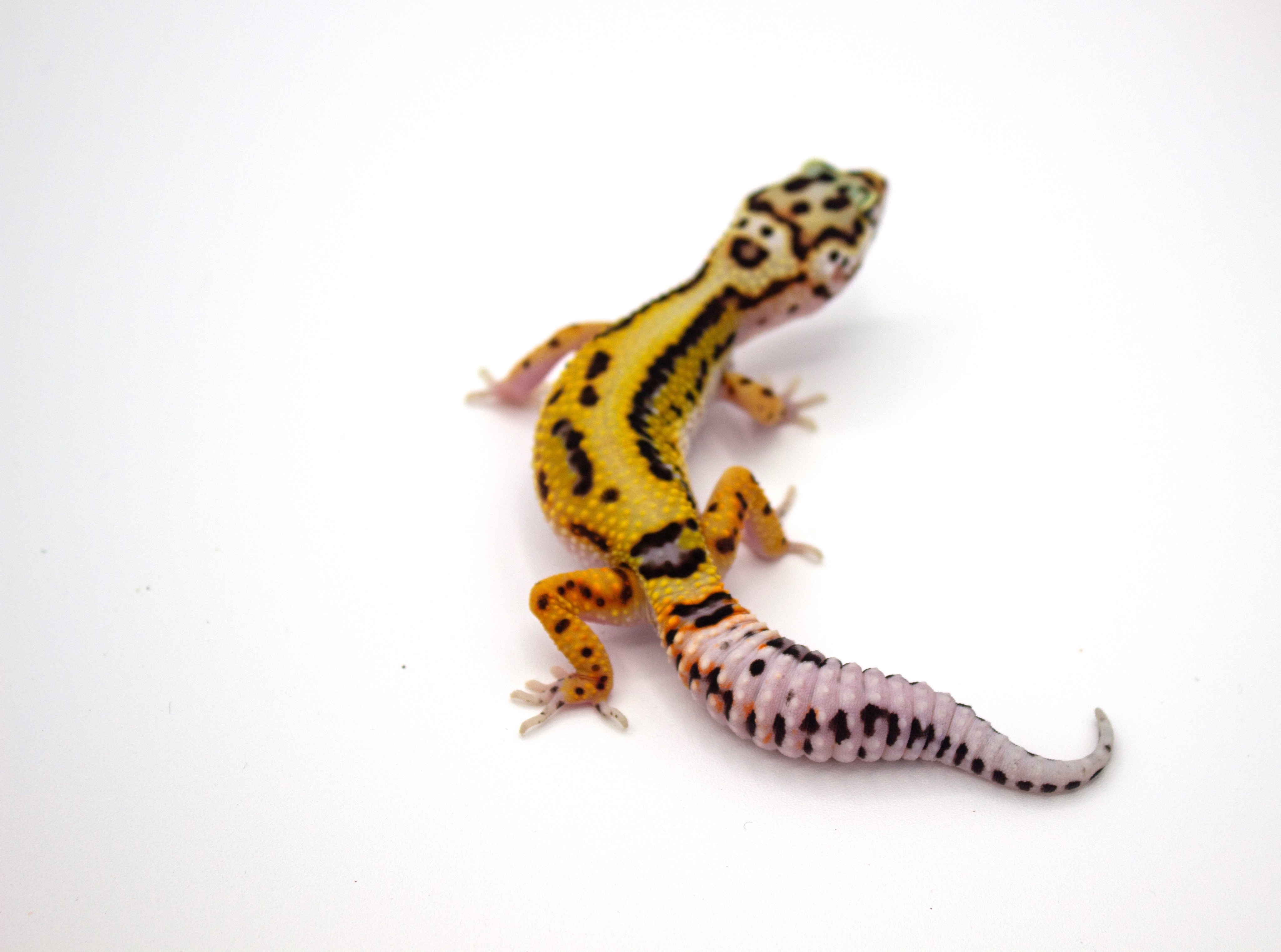 animal image