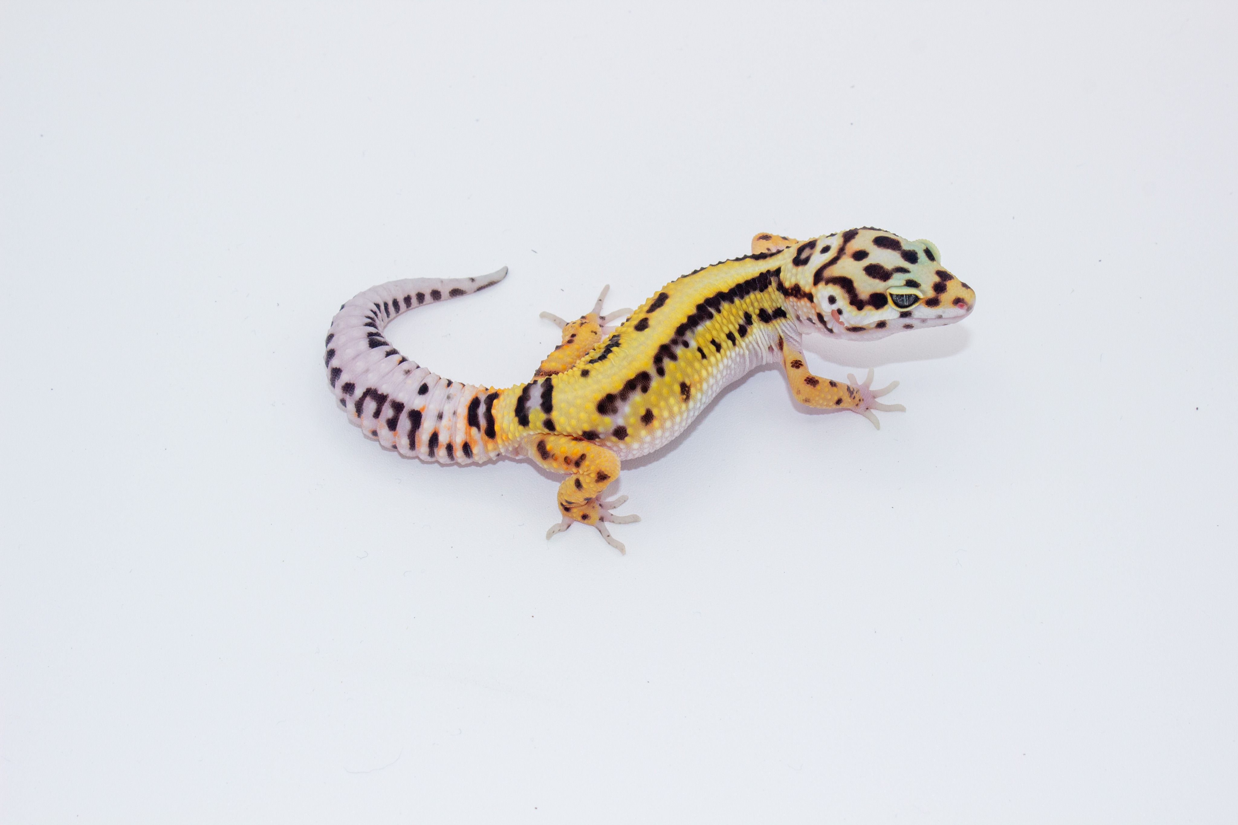 animal image