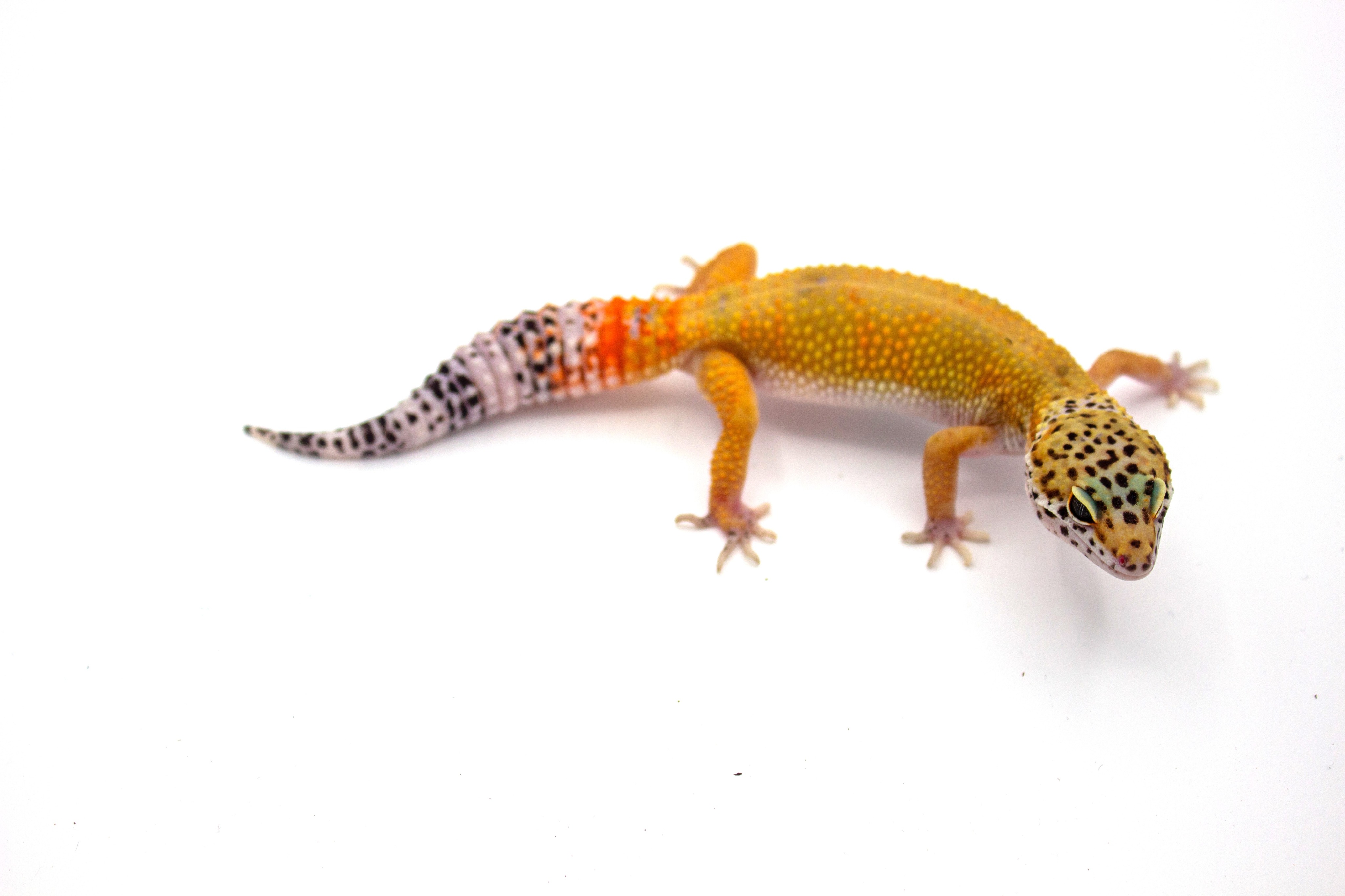 animal image