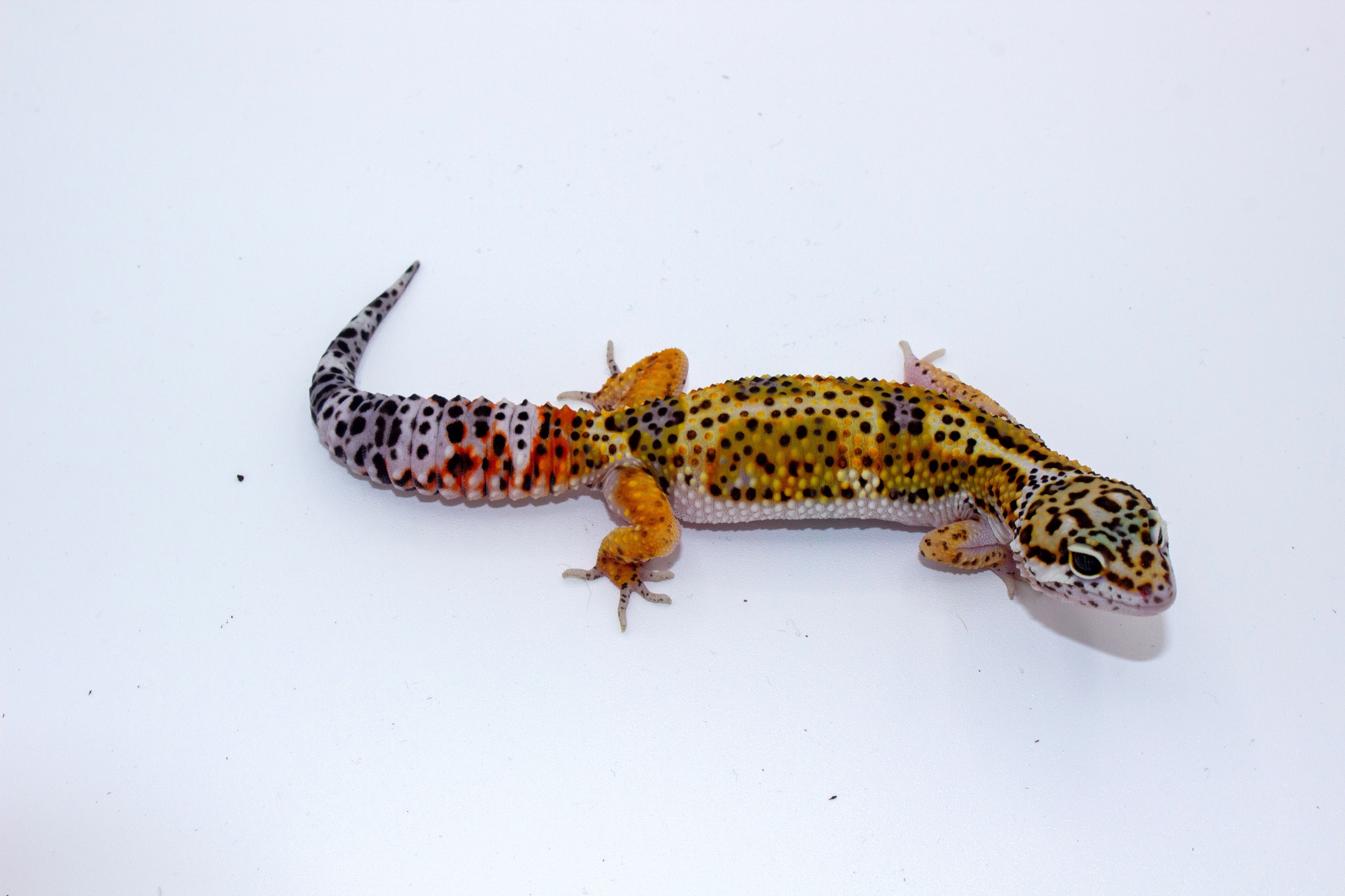 animal image