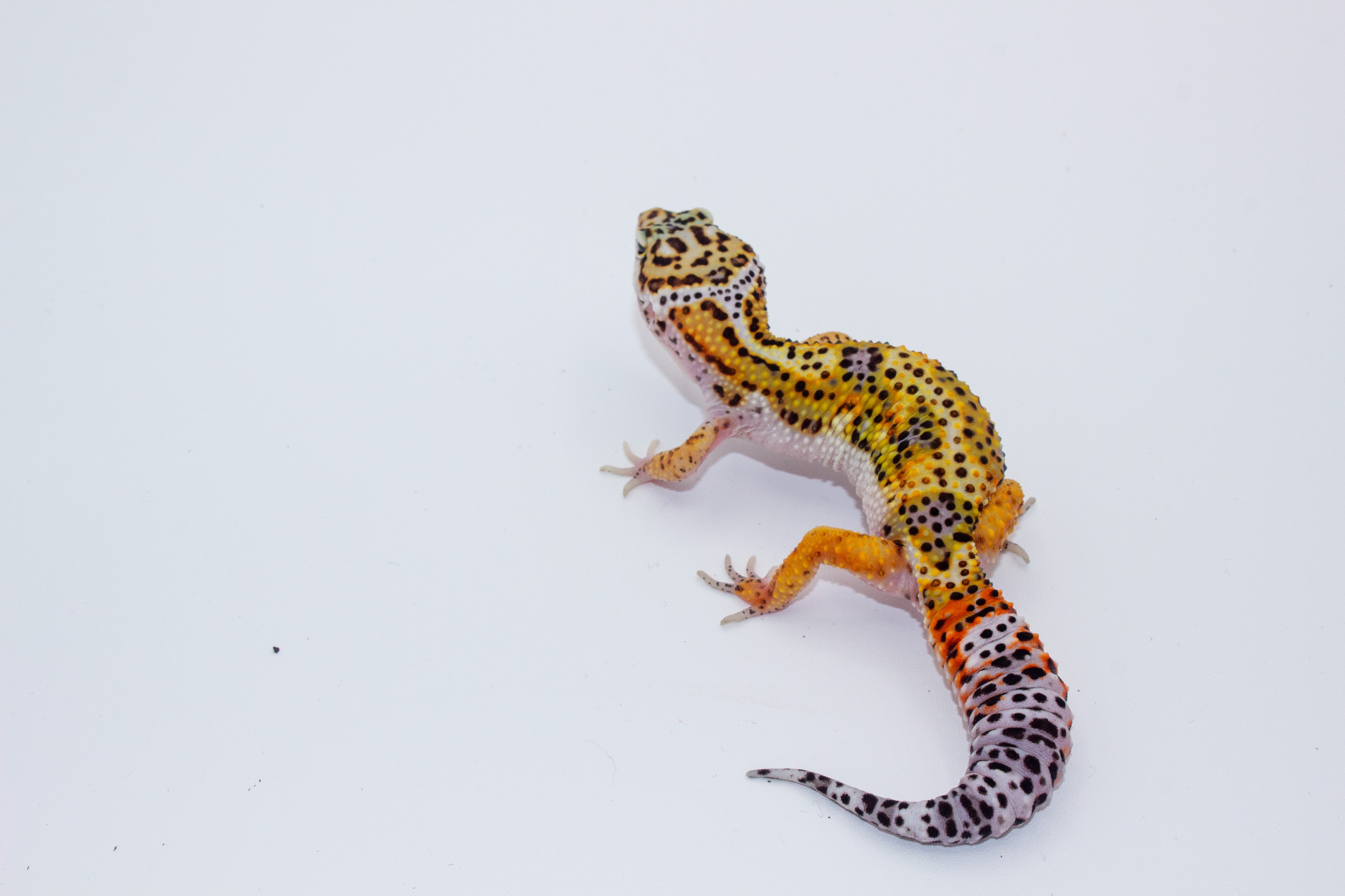 animal image