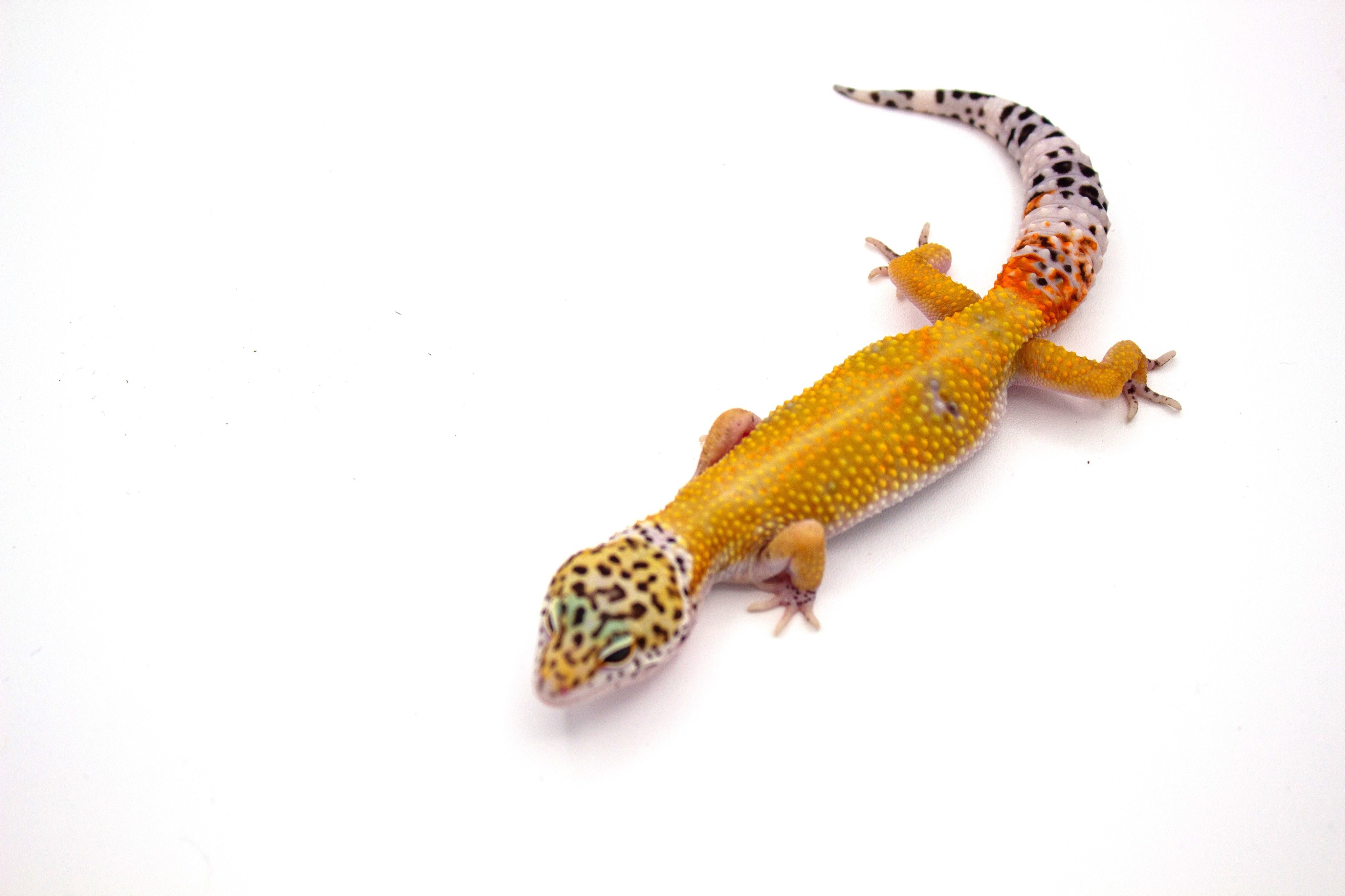 animal image