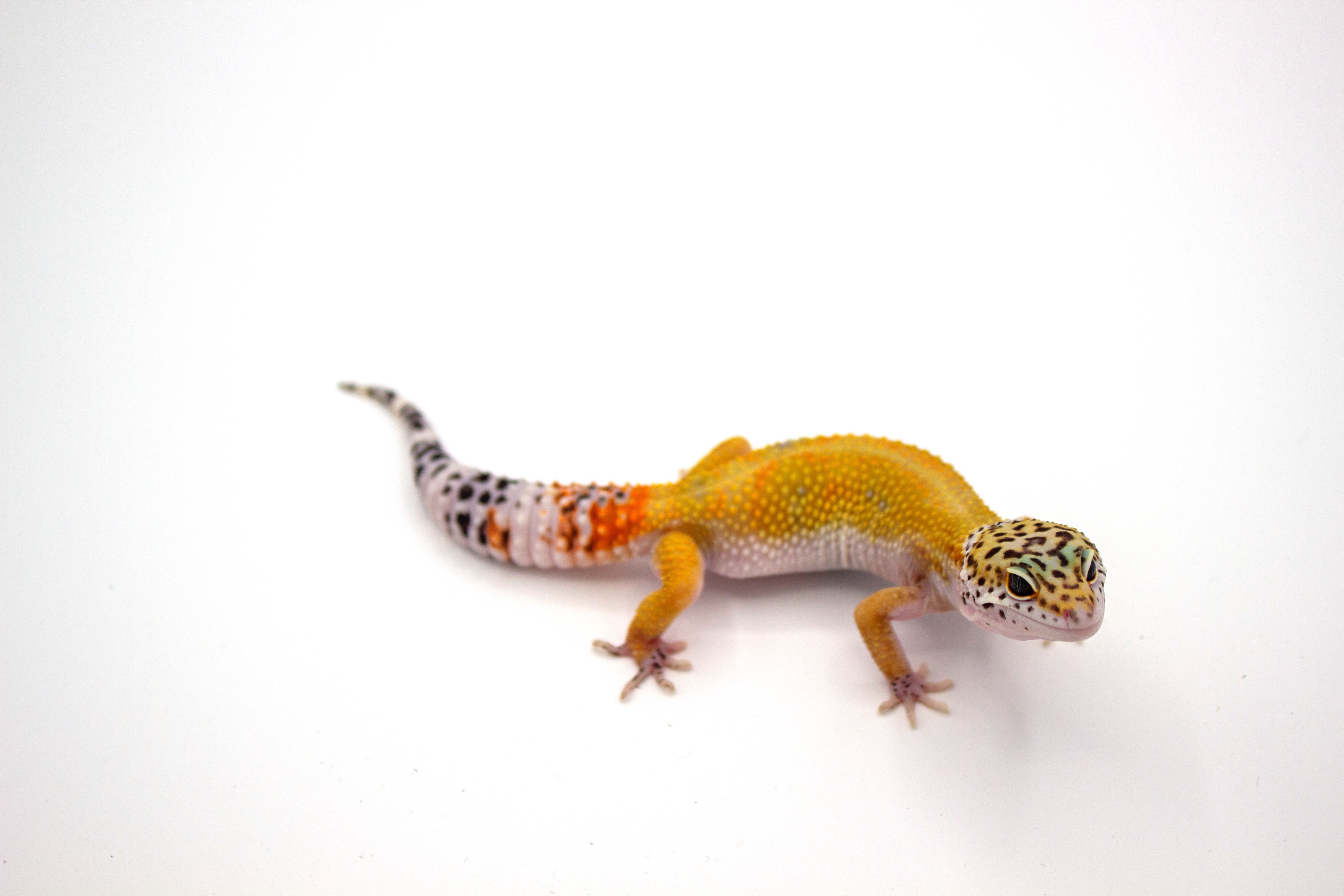 animal image