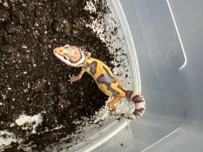 animal image