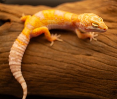 animal image