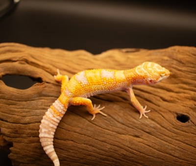 animal image