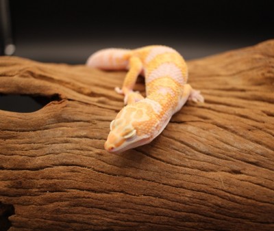animal image