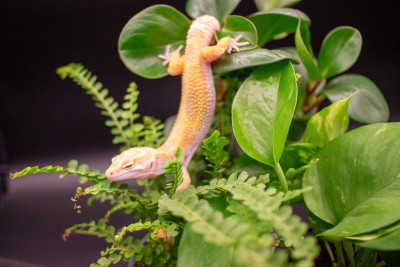 animal image